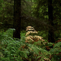 Buy canvas prints of autumn fern in woodland by Simon Johnson