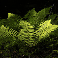 Buy canvas prints of sunlit luminous ferns by Simon Johnson