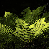 Buy canvas prints of sunlit luminous  ferns by Simon Johnson