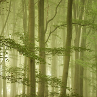 Buy canvas prints of Misty morning in Beech woodland by Simon Johnson