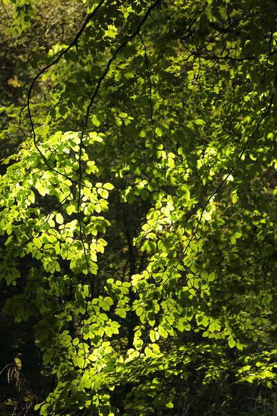 Sunlit Beech Leaves Picture Board by Simon Johnson