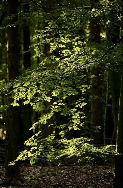 sunlit Beech Leaves Picture Board by Simon Johnson