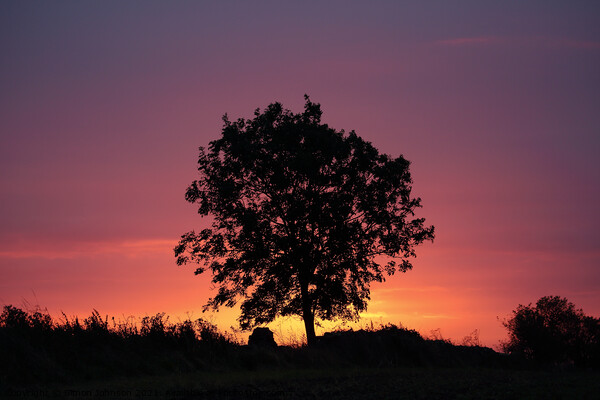 A tree silhouette with sunrise Picture Board by Simon Johnson