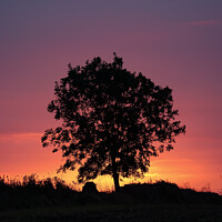 Buy canvas prints of A tree silhouette with sunrise by Simon Johnson