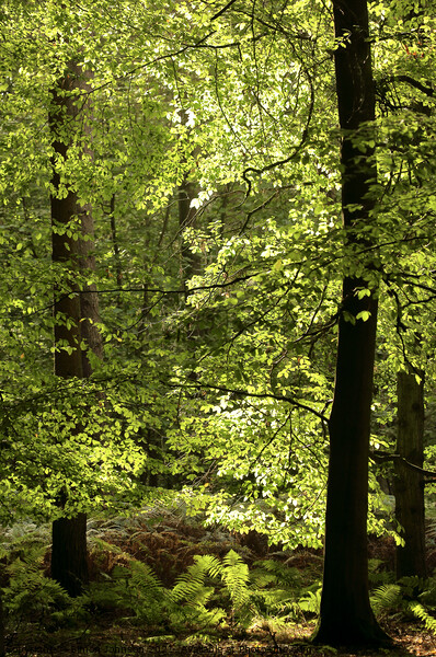 Sunlit Beech woodland  Picture Board by Simon Johnson