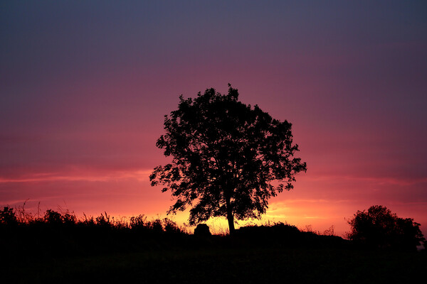sunrise tree Picture Board by Simon Johnson