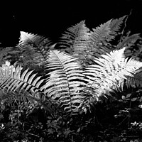 Buy canvas prints of sunlit ferns by Simon Johnson