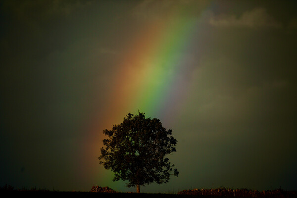 Rainbow tree Picture Board by Simon Johnson