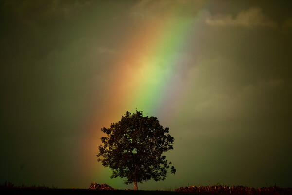 Rainbow tree Picture Board by Simon Johnson