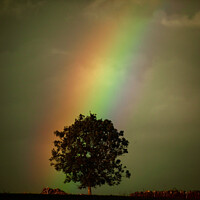 Buy canvas prints of Rainbow tree by Simon Johnson