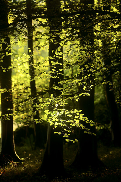 Sunlit Beech Woodland  Picture Board by Simon Johnson
