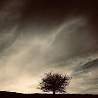 Buy canvas prints of Tree and clouds by Simon Johnson