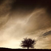 Buy canvas prints of Sky cloud and tree by Simon Johnson