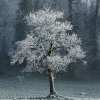 Buy canvas prints of sunlit frosted tree by Simon Johnson