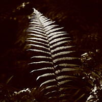 Buy canvas prints of  Sunlit fern by Simon Johnson