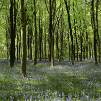 Buy canvas prints of Woodland Bluebells by Simon Johnson