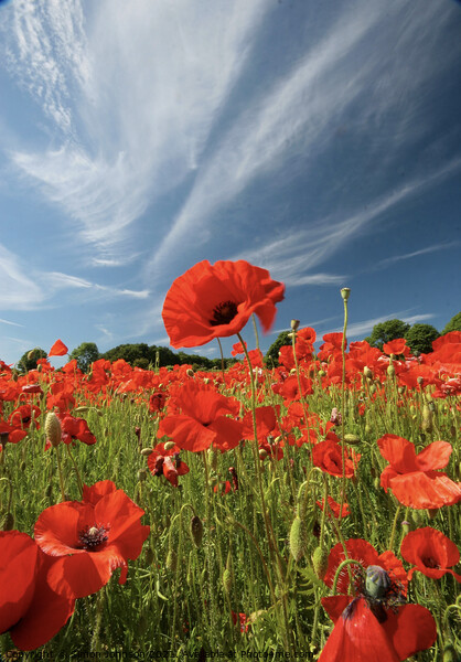 Tall Poppy Picture Board by Simon Johnson