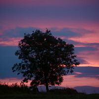 Buy canvas prints of Tree silhouette Broadway by Simon Johnson