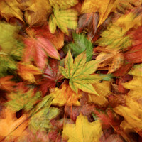 Buy canvas prints of autumn leaf collage by Simon Johnson