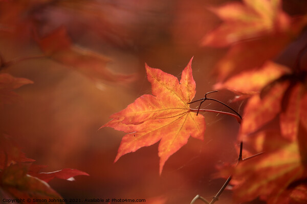 sunlit autumn acer leaf Picture Board by Simon Johnson