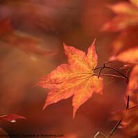 Buy canvas prints of sunlit autumn acer leaf by Simon Johnson