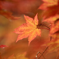 Buy canvas prints of autumn acer  leaf  by Simon Johnson