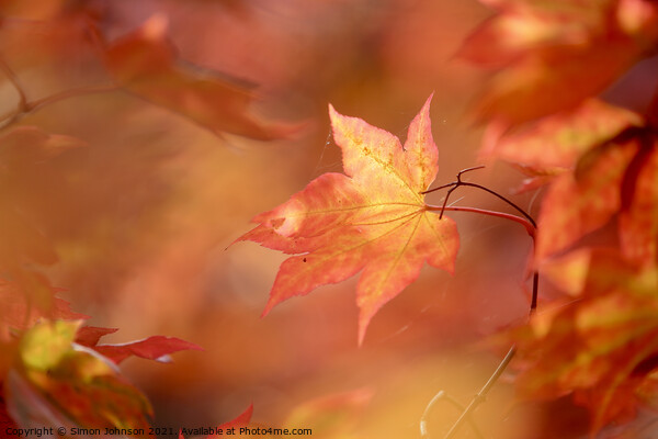 autumn mapple leaf Picture Board by Simon Johnson