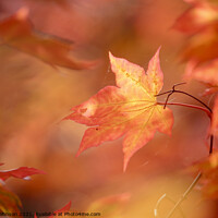 Buy canvas prints of autumn mapple leaf by Simon Johnson