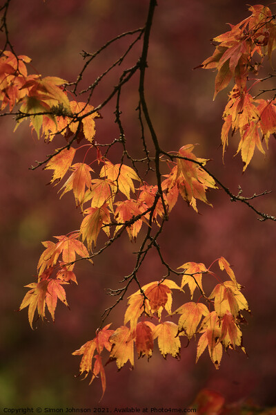 Autumn Acer  leaves Picture Board by Simon Johnson