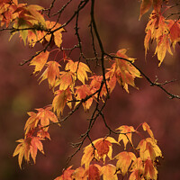 Buy canvas prints of Autumn Acer  leaves by Simon Johnson