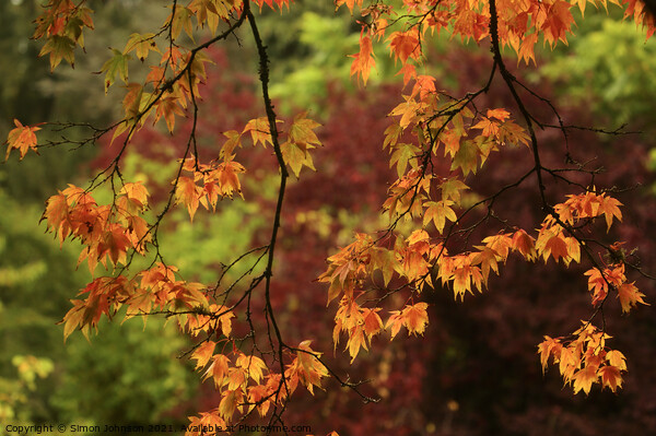 autumn acer leaves Picture Board by Simon Johnson