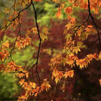 Buy canvas prints of autumn acer leaves by Simon Johnson