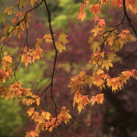 Buy canvas prints of Autumn leaves by Simon Johnson