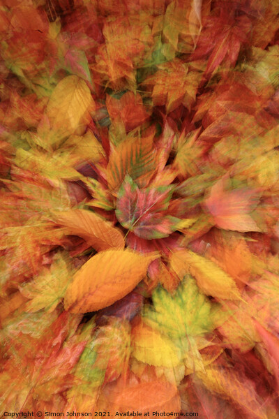 autumn  leaves Picture Board by Simon Johnson