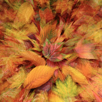 Buy canvas prints of autumn  leaves by Simon Johnson