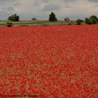 Buy canvas prints of Cotswold Poppy Field by Simon Johnson