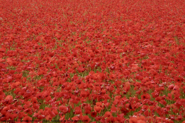 multitude of poppies Picture Board by Simon Johnson