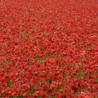 Buy canvas prints of multitude of poppies by Simon Johnson