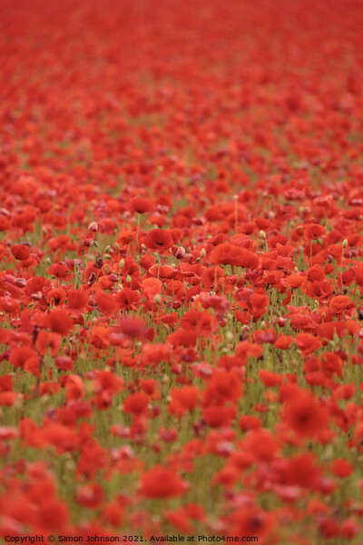 poppies galore Picture Board by Simon Johnson