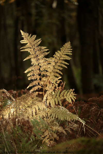 Sunlit Autumn Fern Picture Board by Simon Johnson