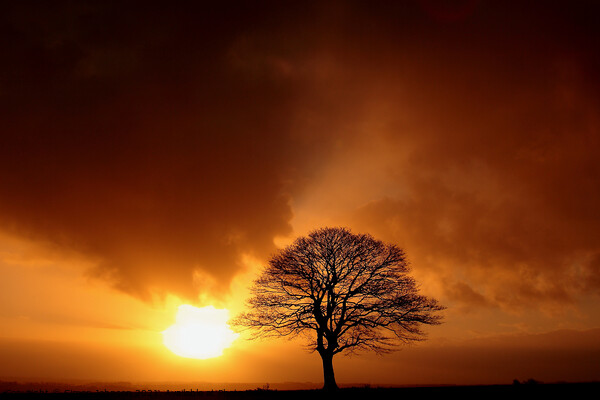 Tree Silhouette at sunrise Picture Board by Simon Johnson