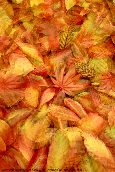 Autunmn leaf Collage Picture Board by Simon Johnson