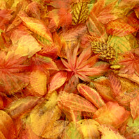 Buy canvas prints of Autunmn leaf Collage by Simon Johnson