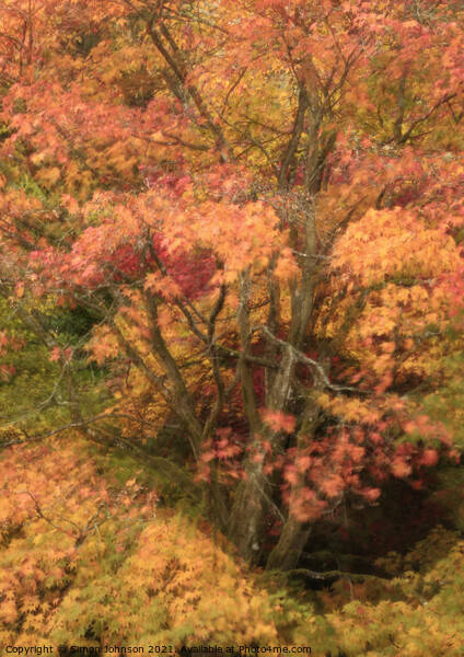 Autumn colour Picture Board by Simon Johnson