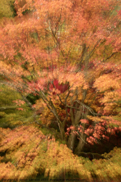 Autumn colour explosion Picture Board by Simon Johnson