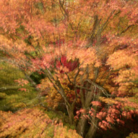 Buy canvas prints of Autumn colour explosion by Simon Johnson