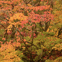 Buy canvas prints of Autumn Acer leaves by Simon Johnson