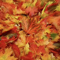Buy canvas prints of Autumn leaf Collage by Simon Johnson