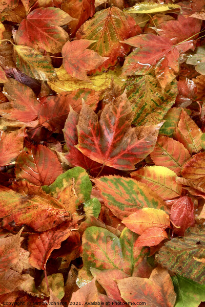 Autumn leaf Collage Picture Board by Simon Johnson