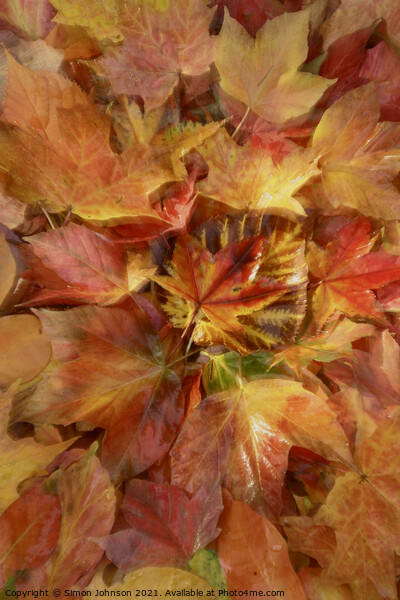 Autumn leaf Collage Picture Board by Simon Johnson